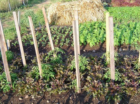 Staked tomato seedlings interplanted with lettuce.